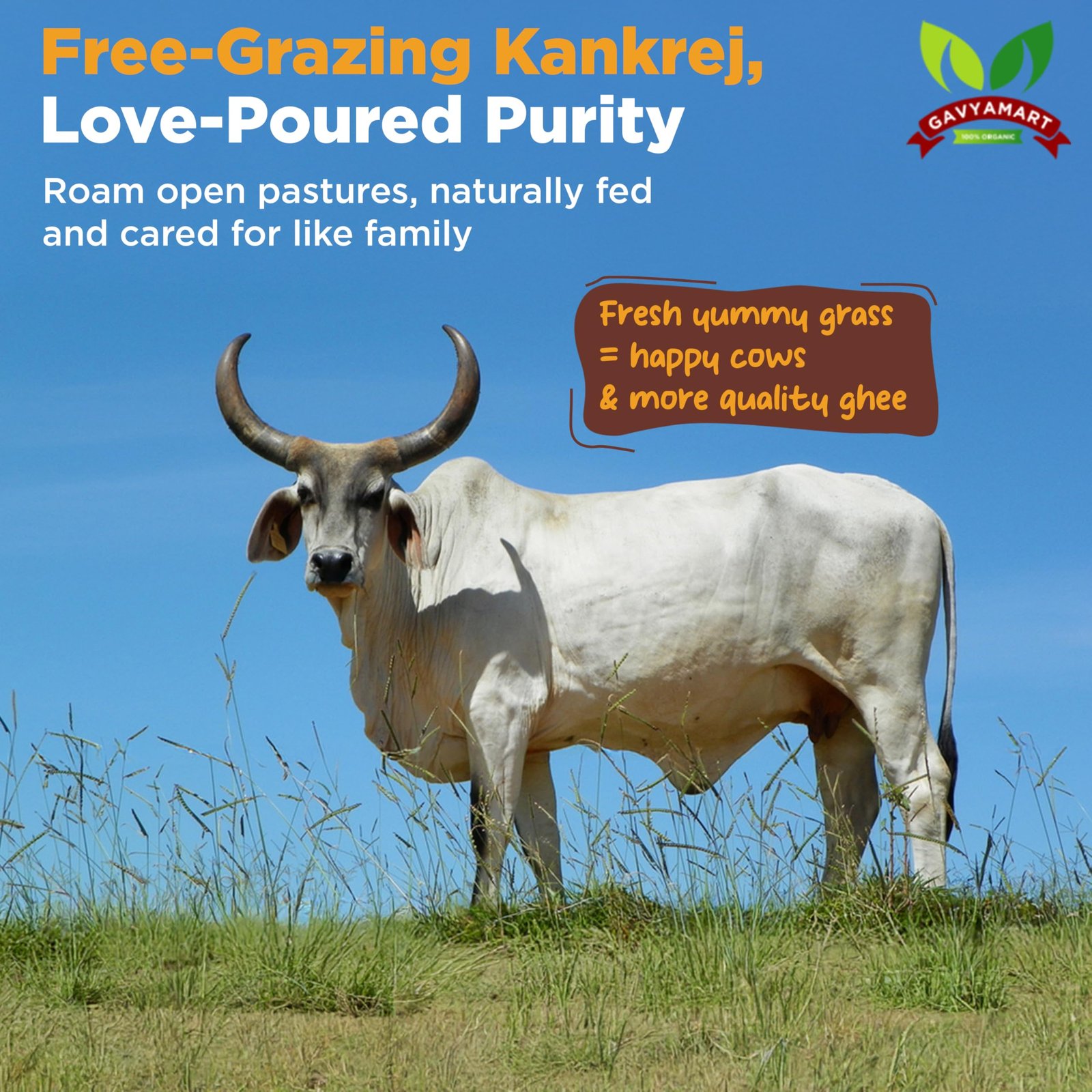 Gavyamart Indian A2 Cow Ghee 100% Pure Non GMO - Made of kankrej Organic Cow Ghee (1L) - Image 7